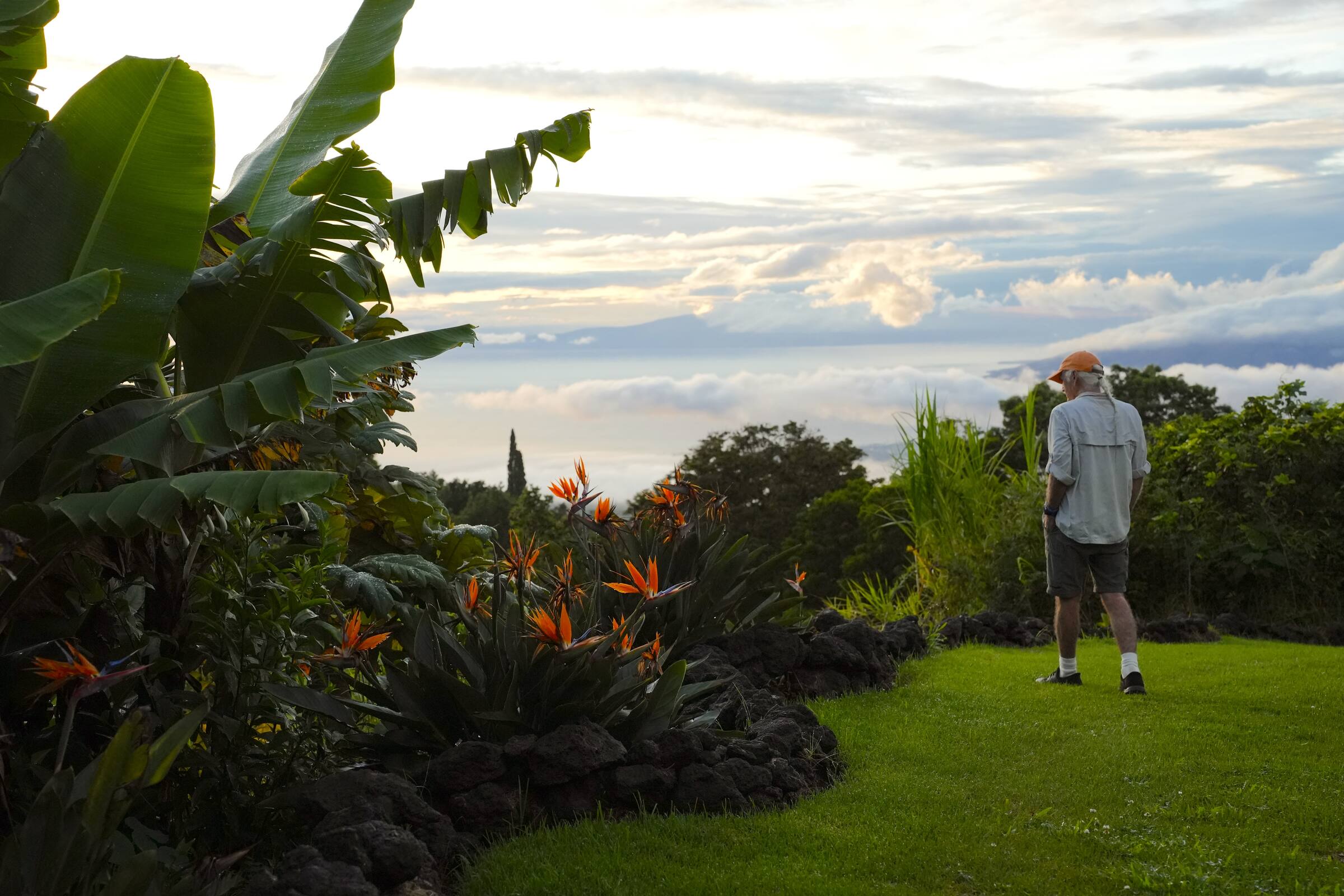 Birds of paradise on the gallery lawn, looking out over the clouds to the West Maui Mountains