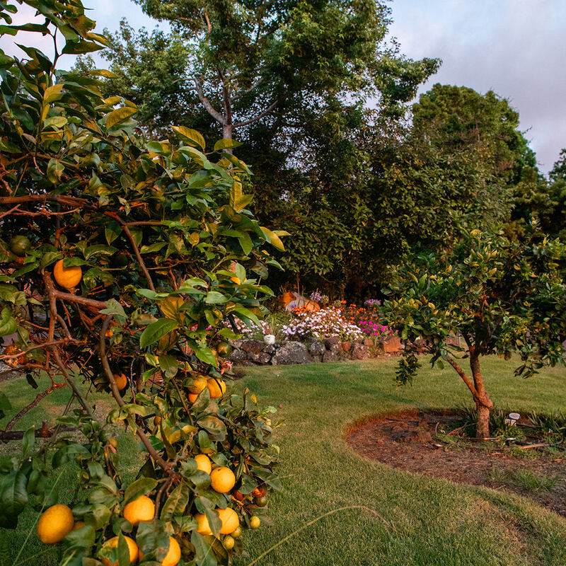 The gallery garden