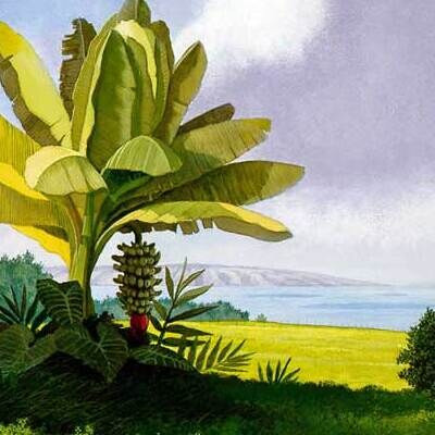 A banana plant with a hanging bunch above the pasture, from Banana Sunday