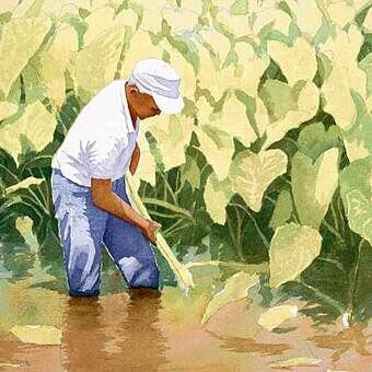 A farmer in a white cap bent over in a flooded taro patch, from Kanoa's Taro
