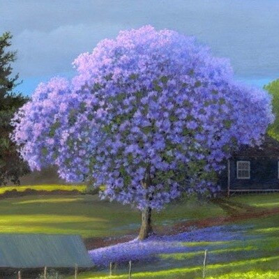 A jacaranda in full purple bloom, from Second Green House on the Right